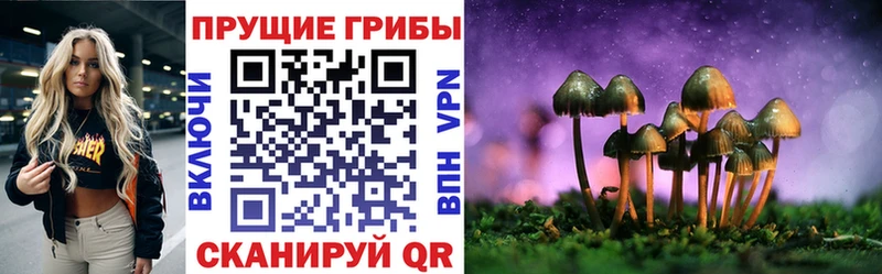 Псилоцибиновые грибы MAGIC MUSHROOMS  купить наркотики цена  Карачаевск 